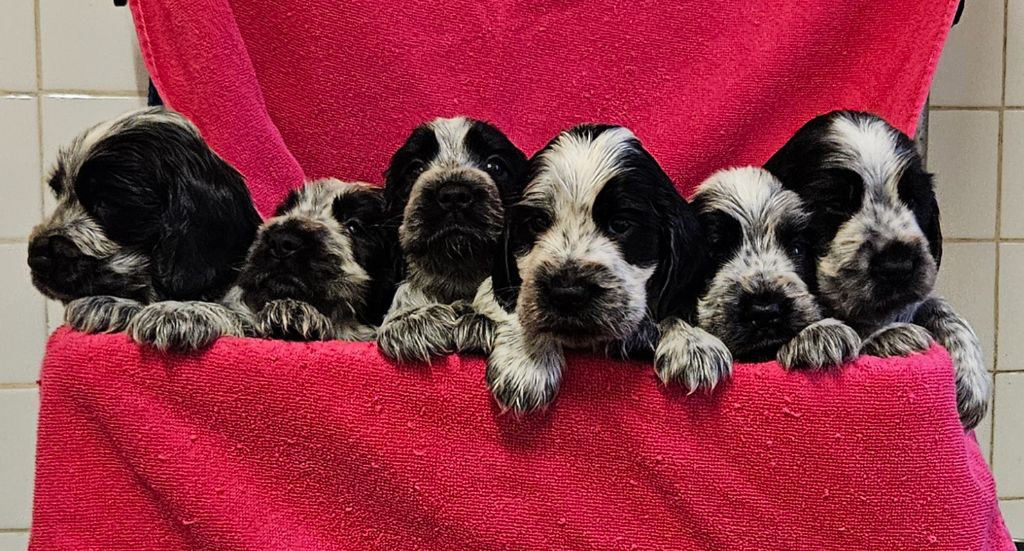 chiot Cocker Spaniel Anglais de Vaccarès