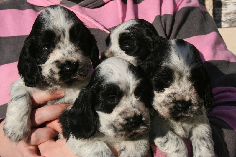 de Vaccarès - Cocker Spaniel Anglais - Portée née le 11/12/2008