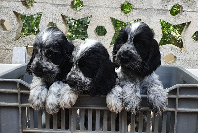 de Vaccarès - Cocker Spaniel Anglais - Portée née le 01/05/2022