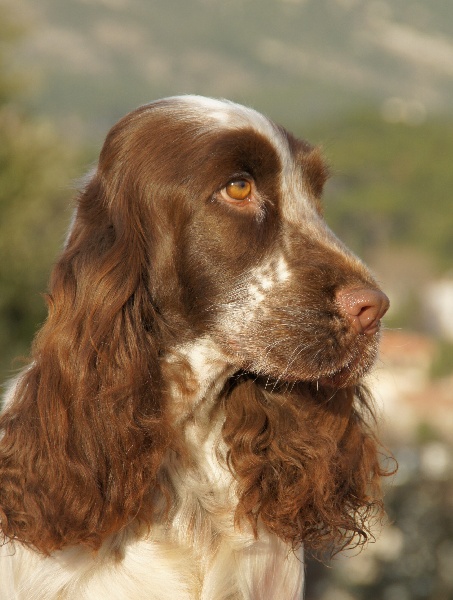 Dzigane de Vaccarès