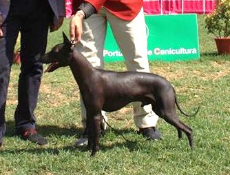 CH. Chimock d'tupac y mila