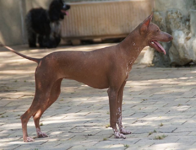 Chien - Huancaina inca de Vaccarès - Elevage de Vaccarès - eleveur de
