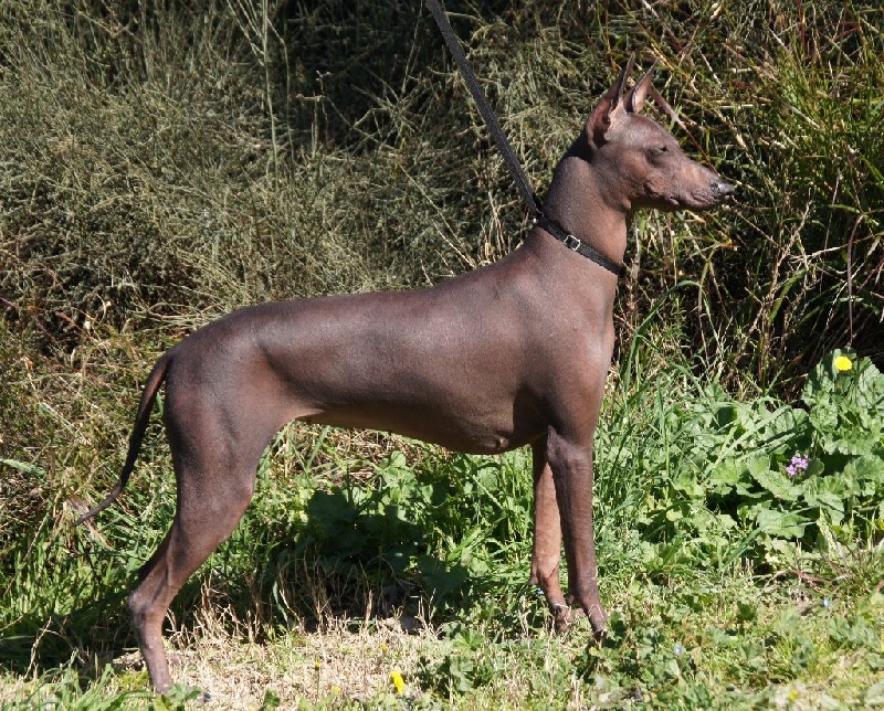 Chien - Huari huatuntupaq - Elevage de Vaccarès - eleveur de chiens