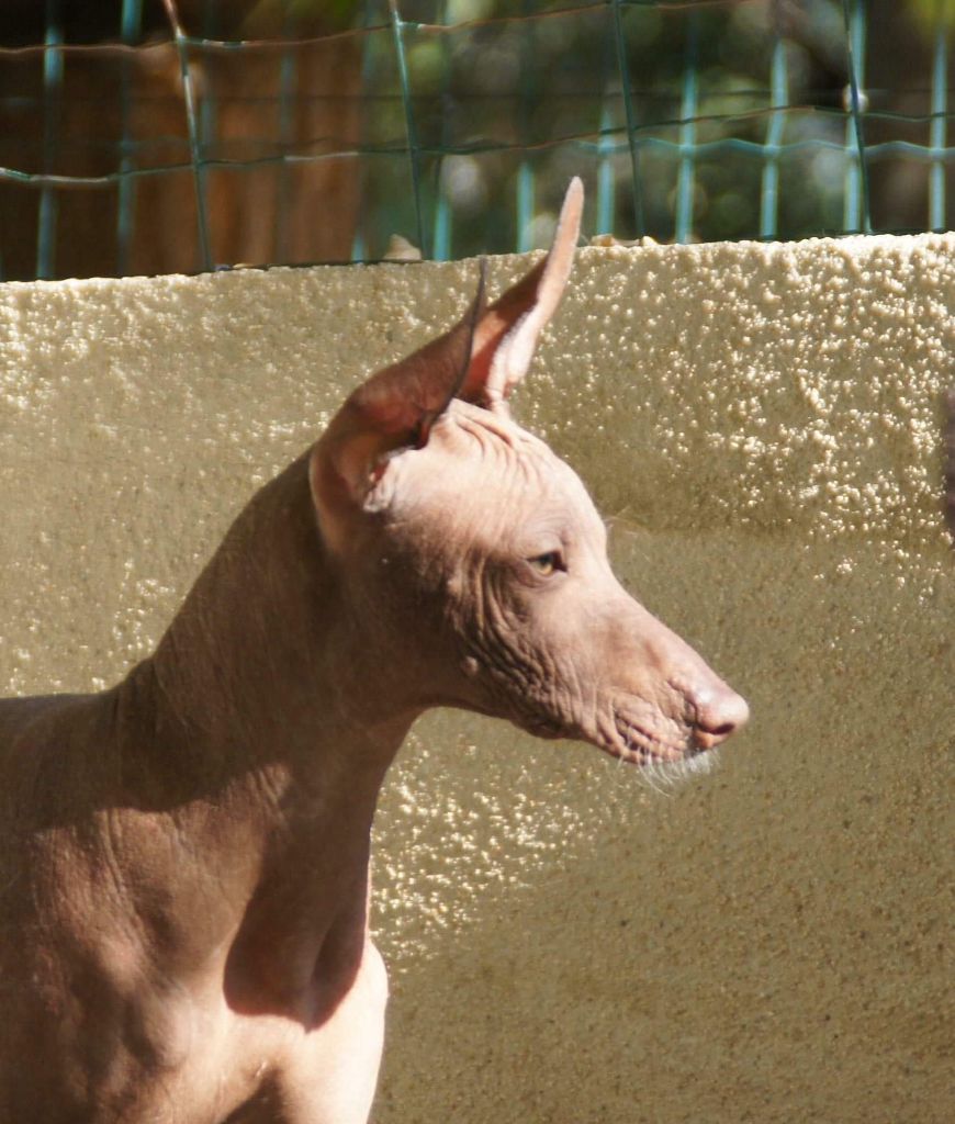 Nuaqhaina inca de Vaccarès