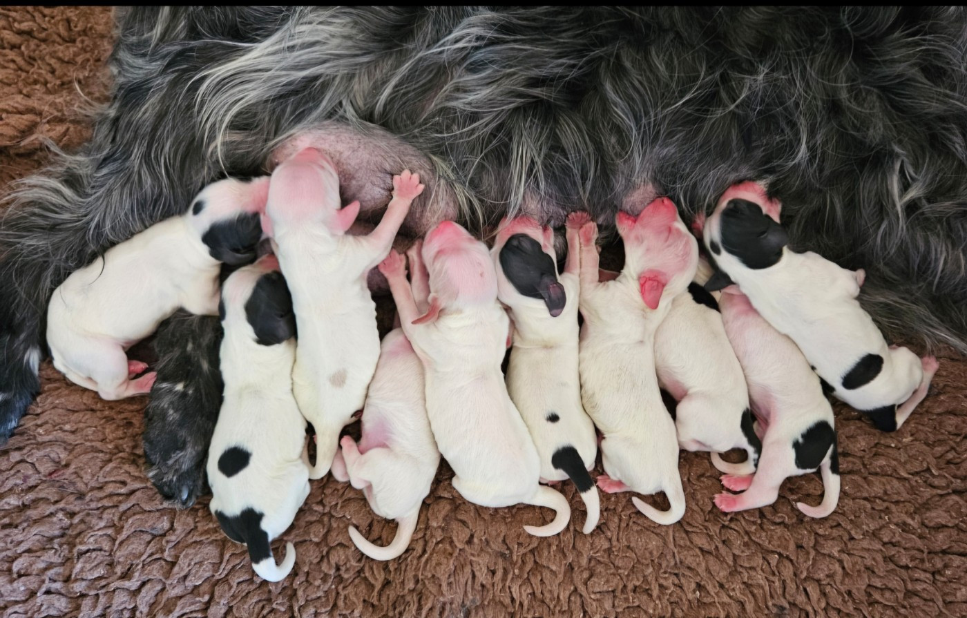 de Vaccarès - Chiots disponibles - Cocker Spaniel Anglais