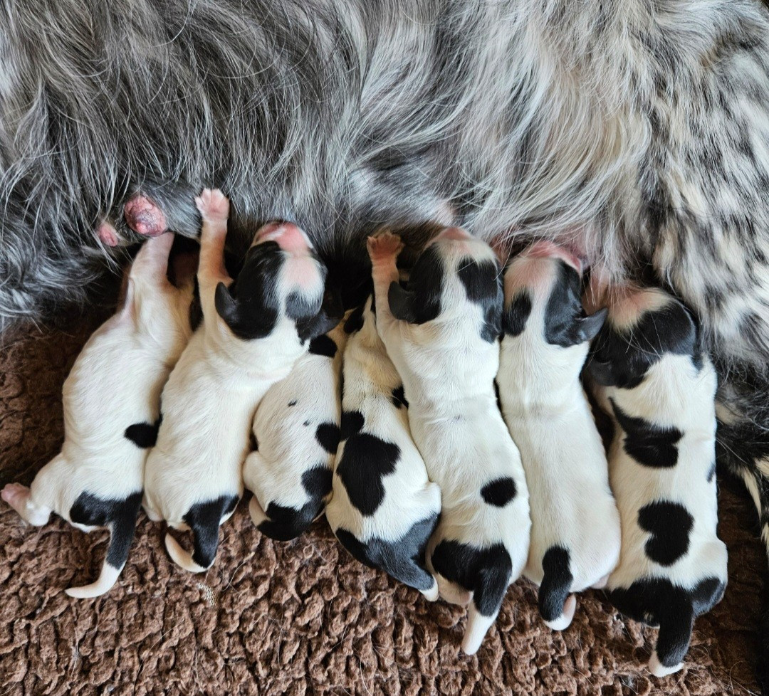 de Vaccarès - Chiots disponibles - Cocker Spaniel Anglais