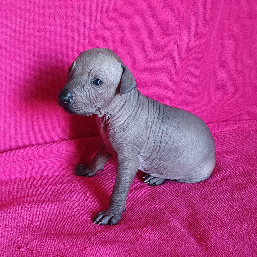 de Vaccarès - Chien nu du Perou - Portée née le 22/01/2022