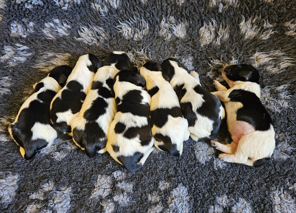de Vaccarès - Chiots disponibles - Cocker Spaniel Anglais