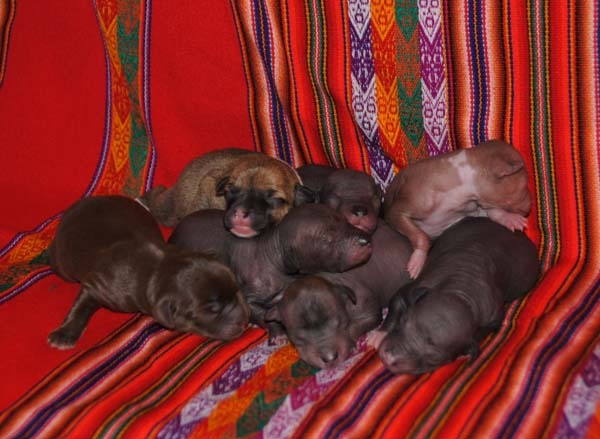 Chiot Chien nu du Perou de Vaccarès