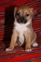 CHIOT fauve charbonné poilu