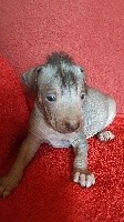 CHIOT