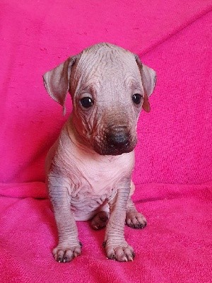 CHIOT