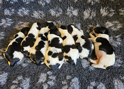 CHIOT 3