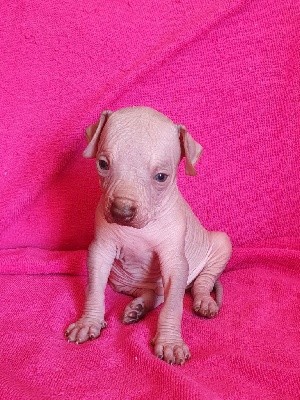 CHIOT
