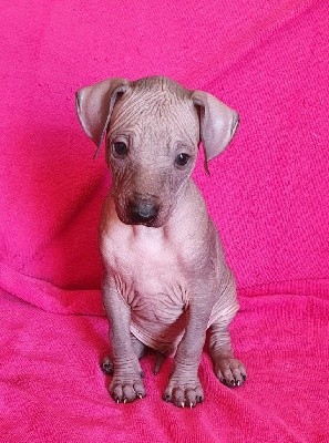 CHIOT