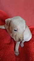 CHIOT