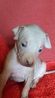 CHIOT