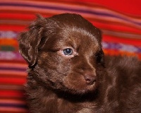 CHIOT chocolat  poilu
