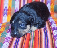 CHIOT