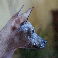 CHIOT bronze nu