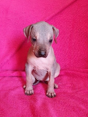 CHIOT