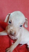 CHIOT