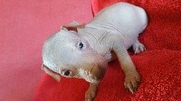 CHIOT