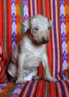 CHIOT