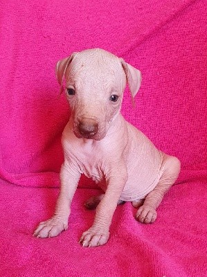 CHIOT