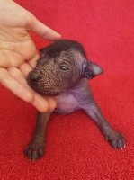 CHIOT