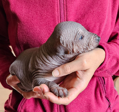 CHIOT 1