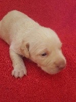 CHIOT
