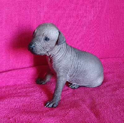 CHIOT