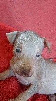 CHIOT