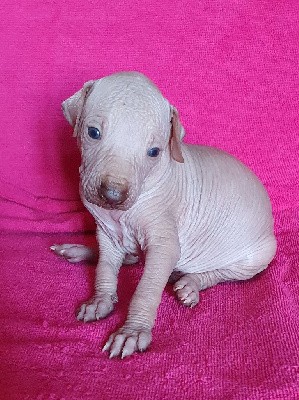 CHIOT