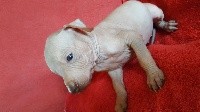 CHIOT