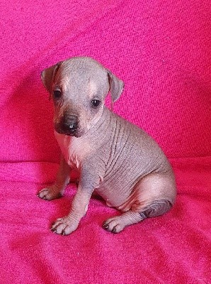 CHIOT