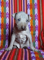 CHIOT