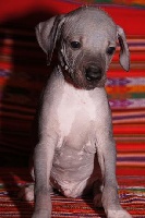 CHIOT noir nu