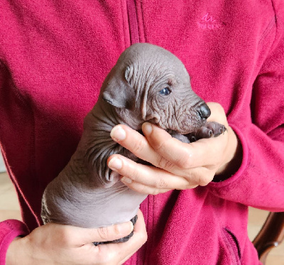 CHIOT