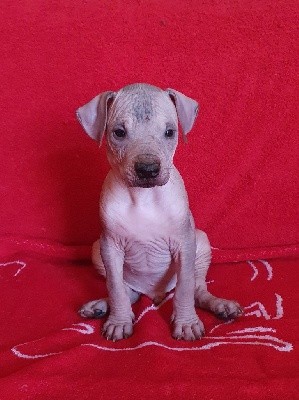 CHIOT