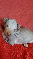 CHIOT