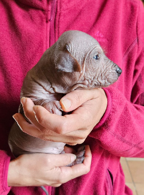 CHIOT 2