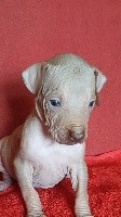 CHIOT