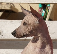 CHIOT bronze nu