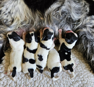 CHIOT 2