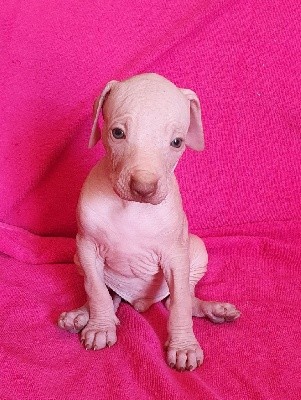 CHIOT