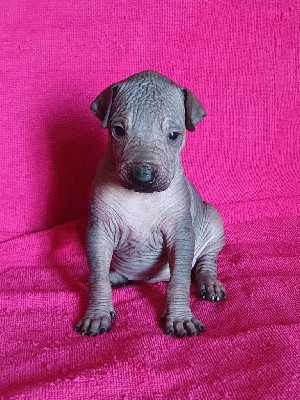 CHIOT