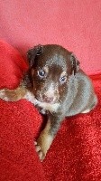 CHIOT