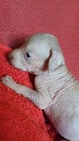 CHIOT